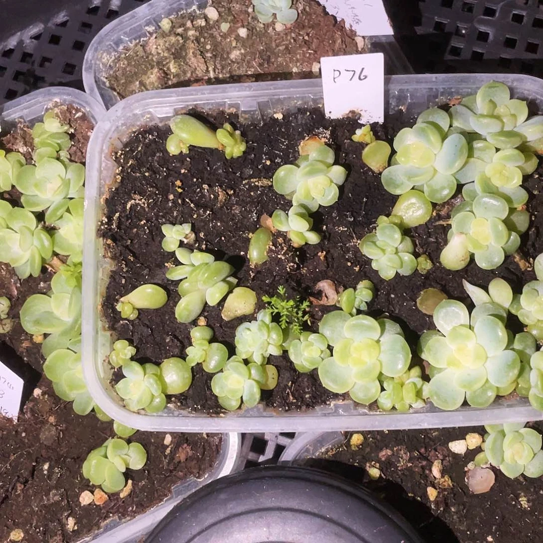 P76 甜心切糕穴一个满25包邮