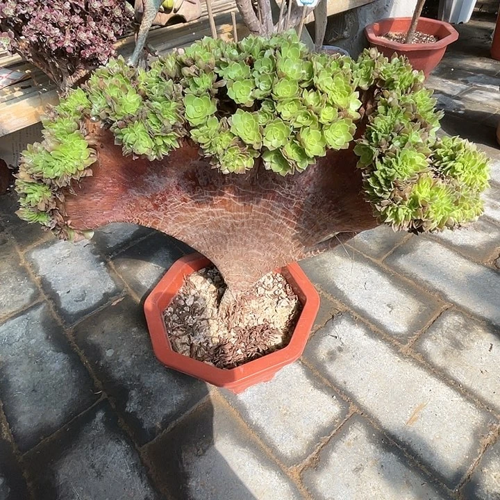 【闪购商品】全部花朵万朵朵