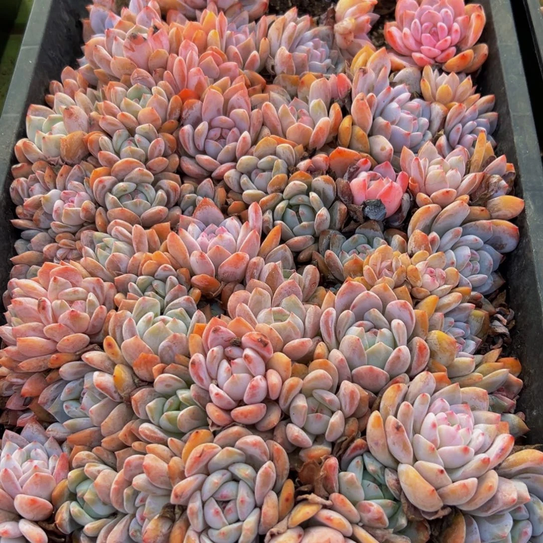 初***️432的断断续续学校形成