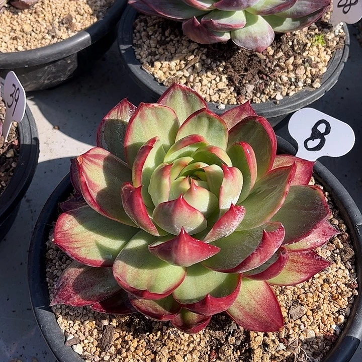 惊鸿仙子一物一拍，冠幅17