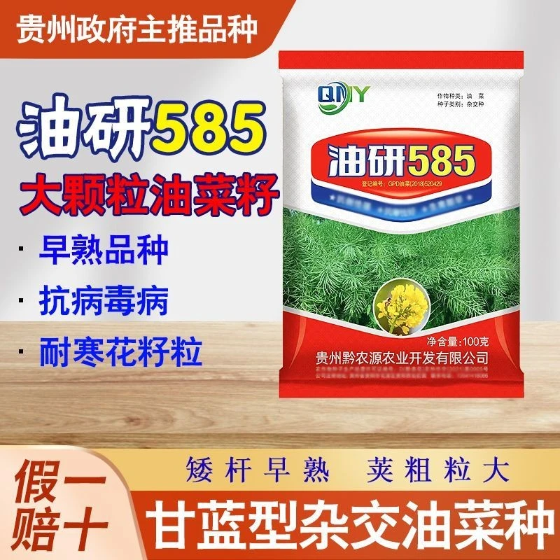 原厂包装油研585油菜种子花籽粒早熟贵州稻油轮作主推品种