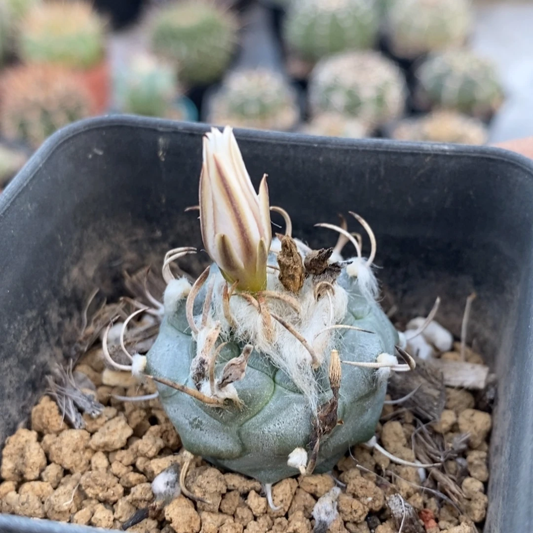 植播园艺优选离城丸