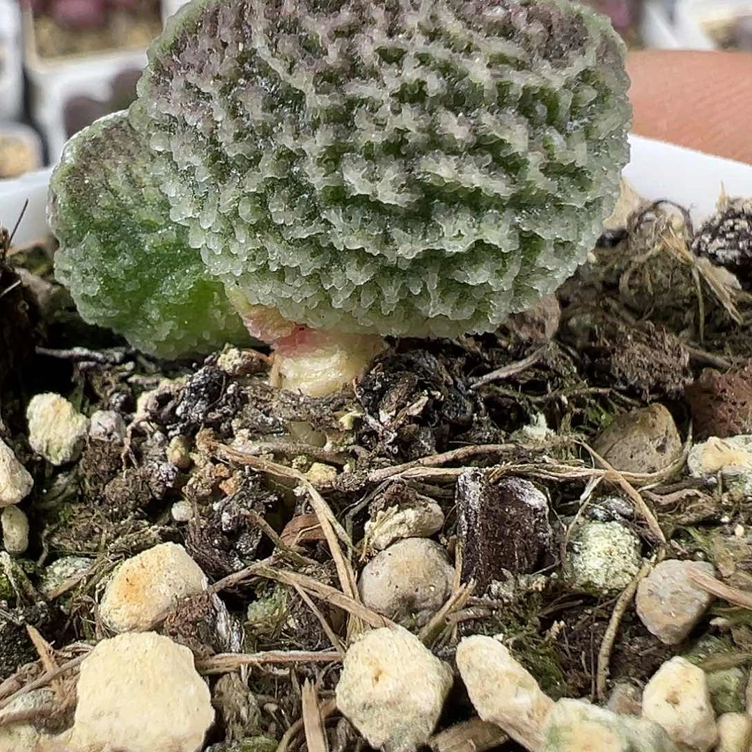 实生新品多肉植物水泡