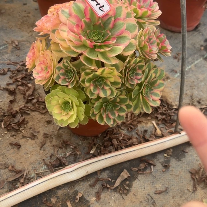 23-12雨禾凑单多肉不包售后