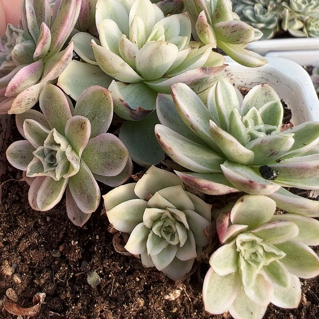 山地玫瑰锦秋夕855号