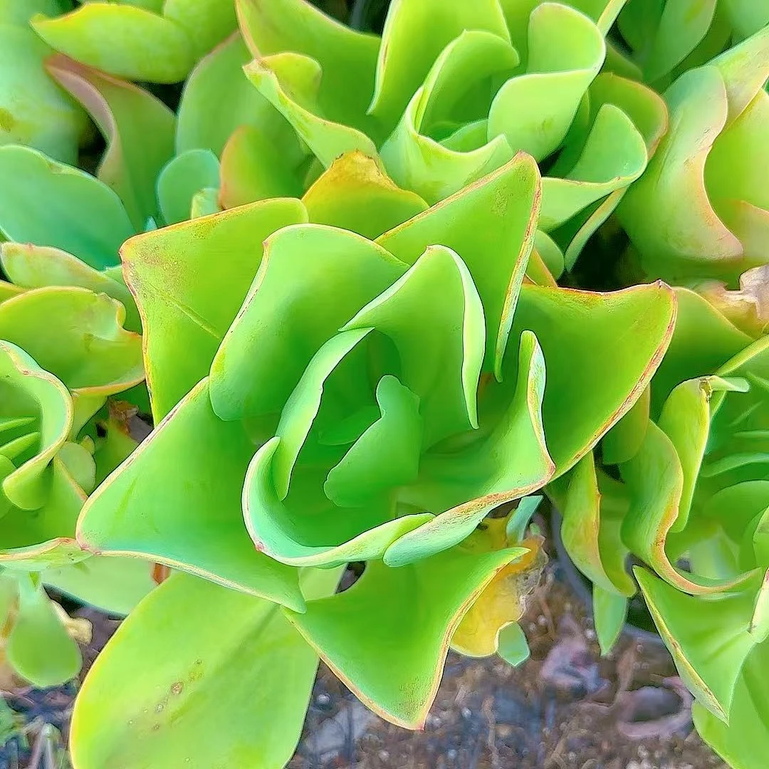 柠檬卷脱土小谢多肉植物庭院空气耐旱上盆种植固定散