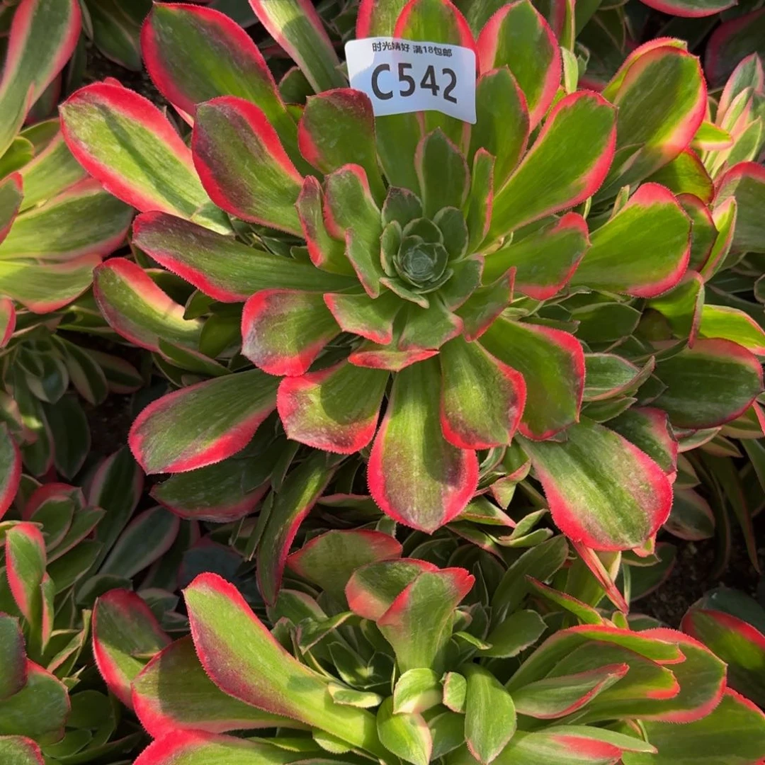 542妖月多肉植物