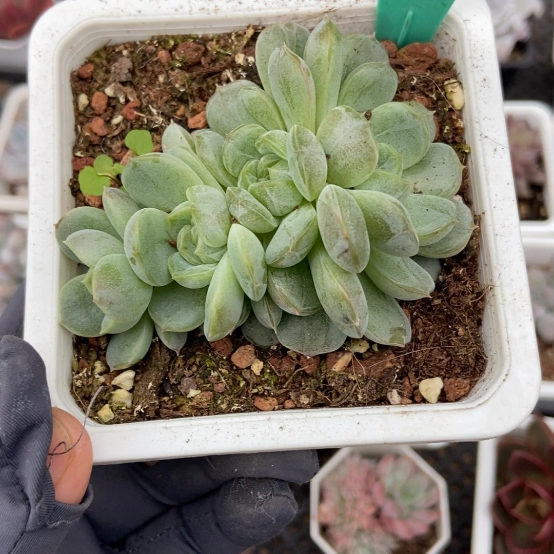 1597白色恋人多肉植物