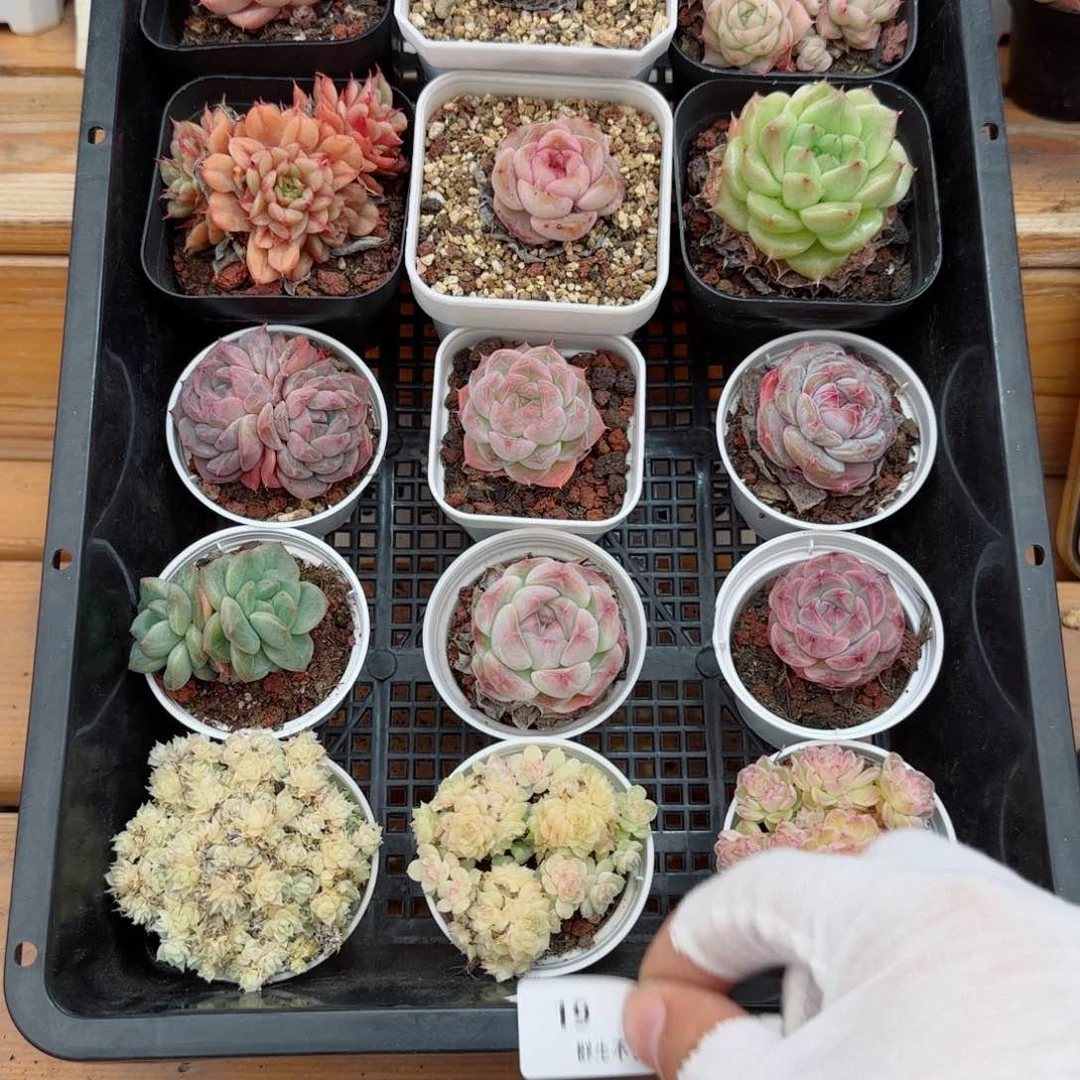 框拍框拍0307-19