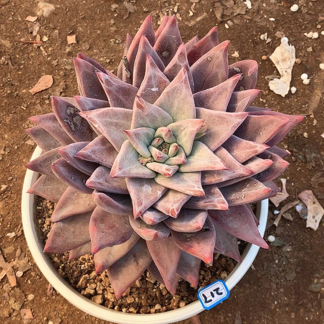 217圣徒一物一拍多肉