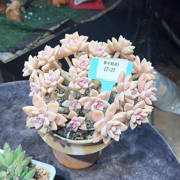 17.37淡雪醉一个脱土