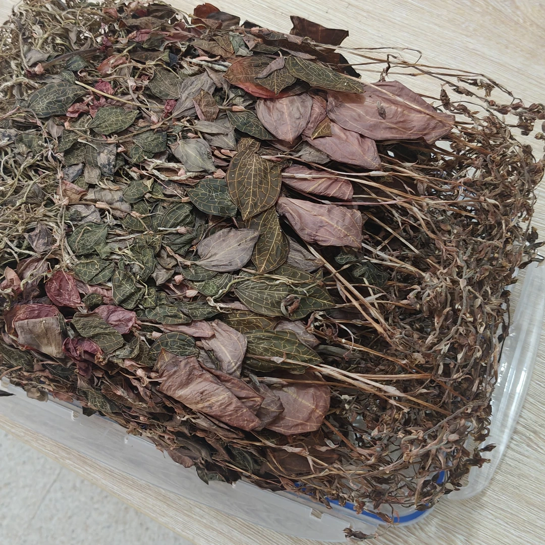 福建林下套袋种植18个月大圆叶开花金线莲半斤装