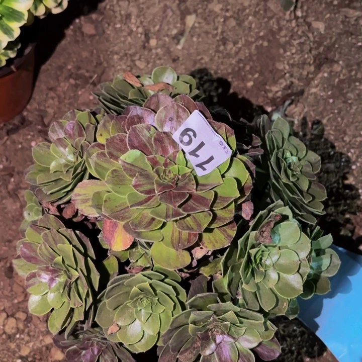 119花月夜多肉植物不售后