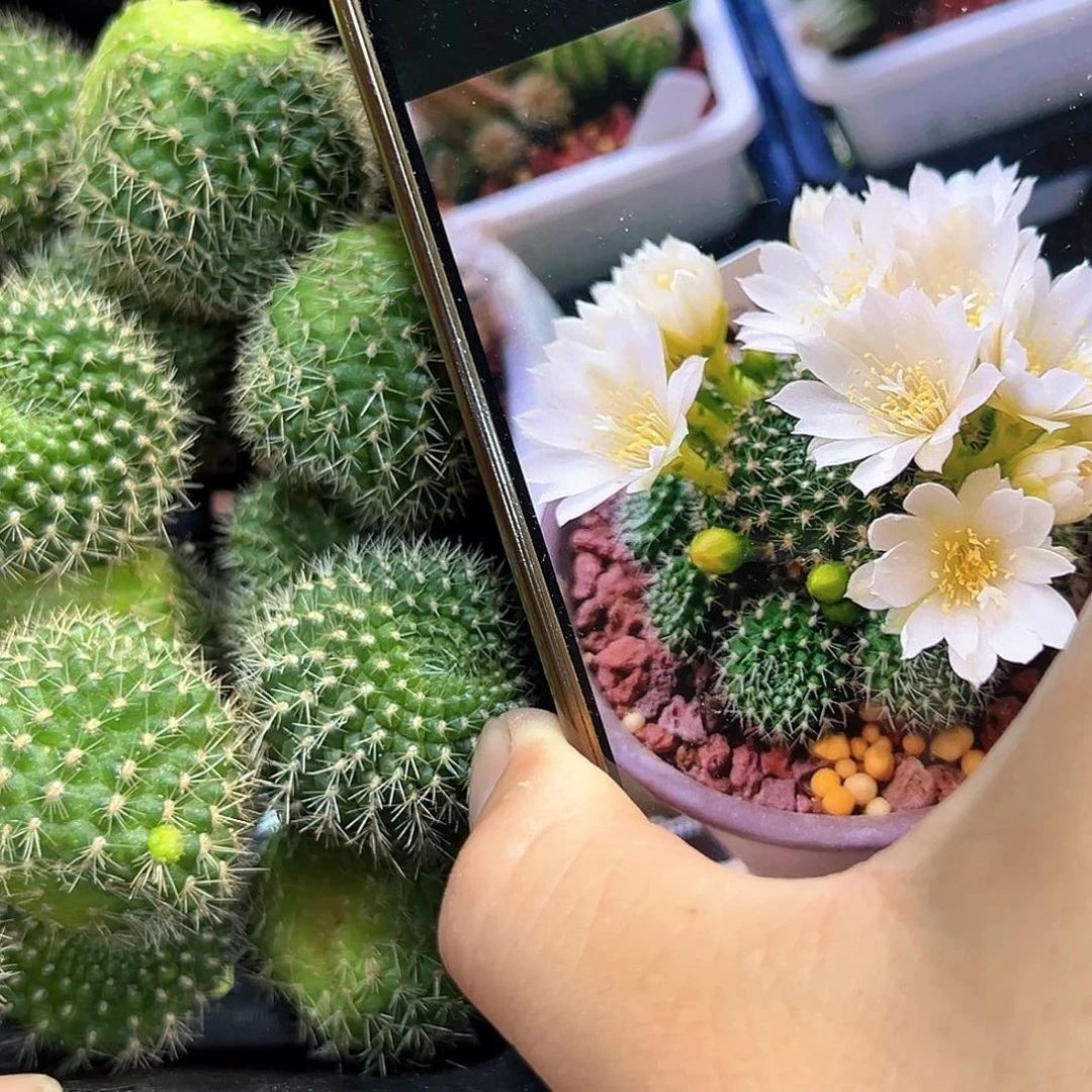 白玫瑰宝山属仙人球侧芽一颗