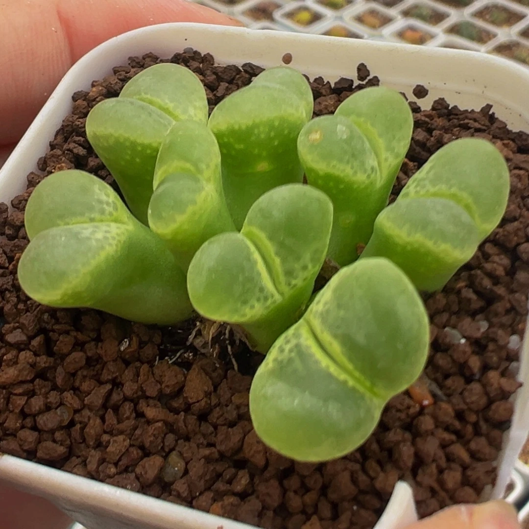1453.75极窗多肉植物
