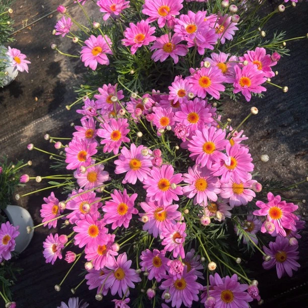 玛格丽特桃花酥  盆栽地栽四季开花 好养活