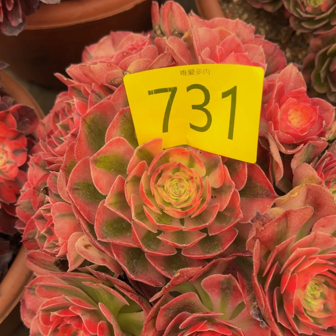 哈哈多肉葡萄福利731