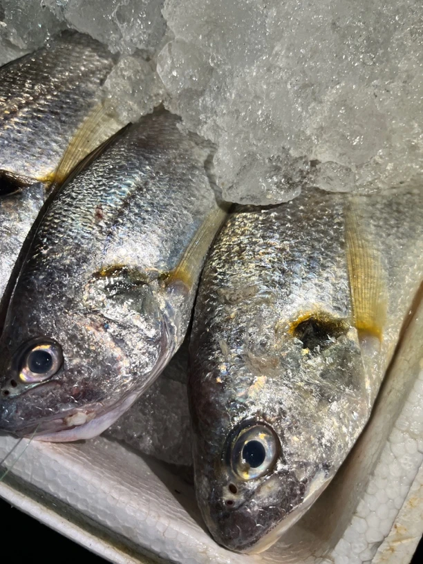 广东汕尾本港白划鱼