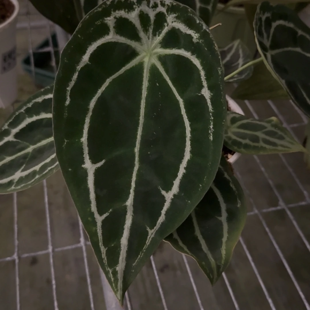 不开花植物水晶盾
