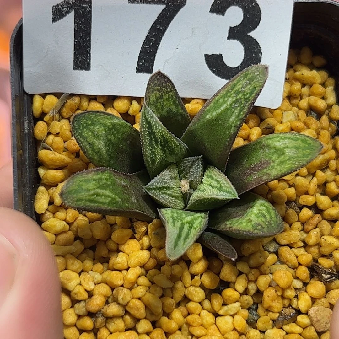 实生寿十二卷多肉植物满