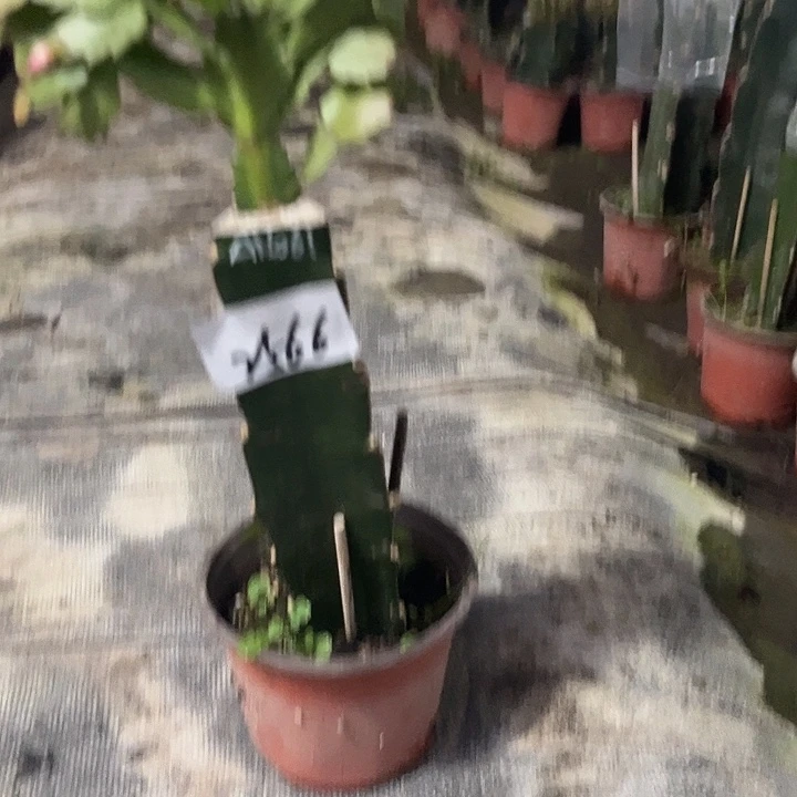 当前无花栽培后可以开花2566AN061嫁接苗