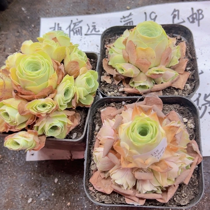 119 裸根不带土发货不包损