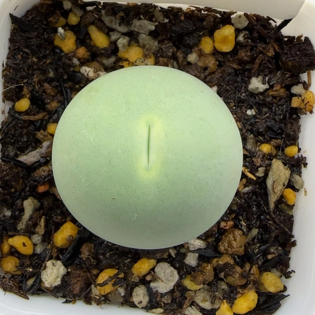 9438。默认脱土。18包邮。偏远88包邮