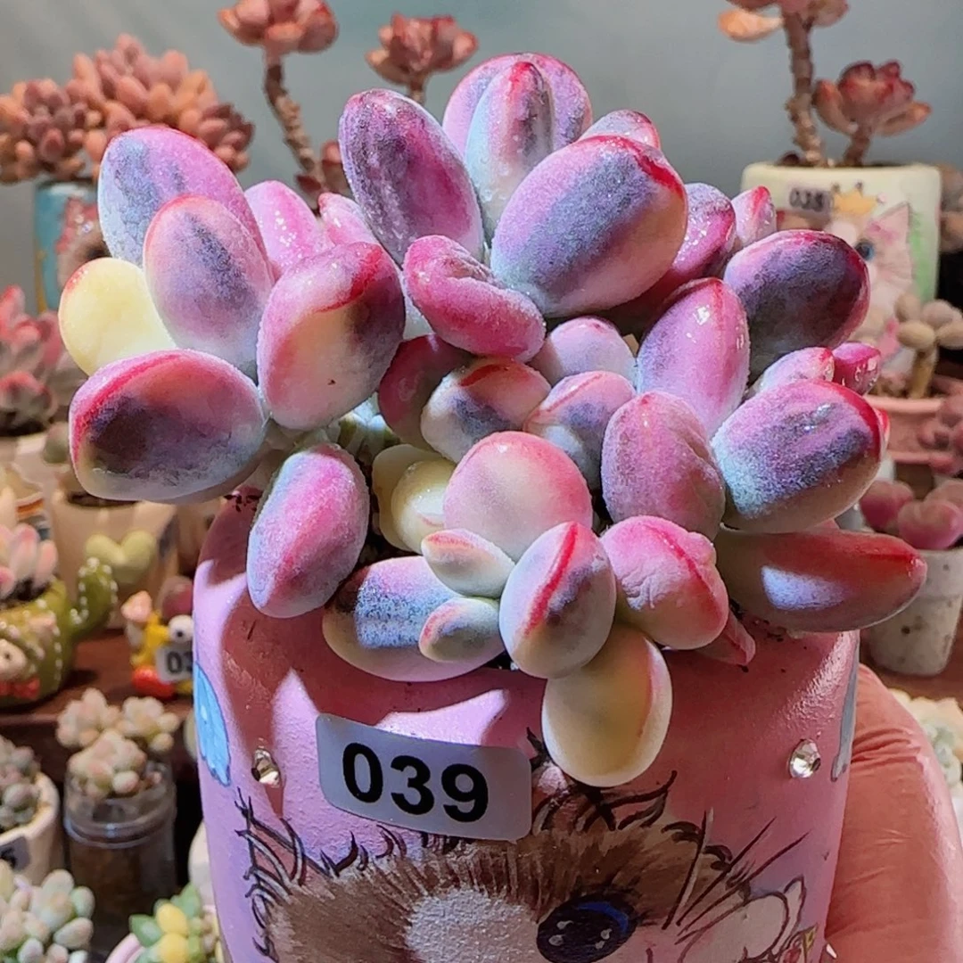 乒乓福娘锦 盆口6cm