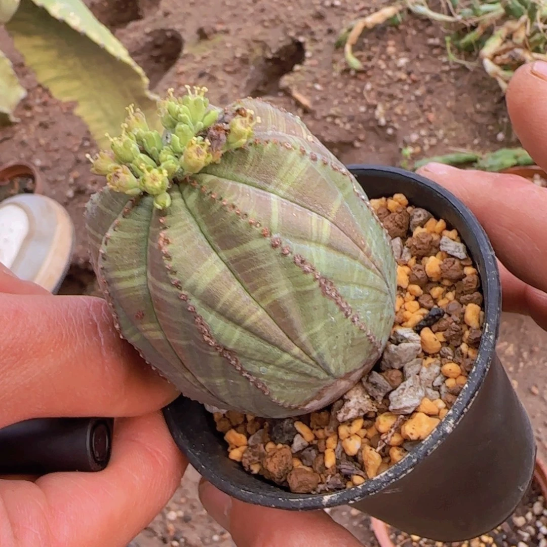 ?*迪块根植块根植物块根