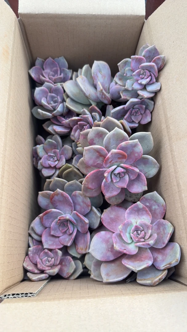 箱拍紫乐，现场装，小伤小损断枝不售后下雨带略微泥土介意勿拍