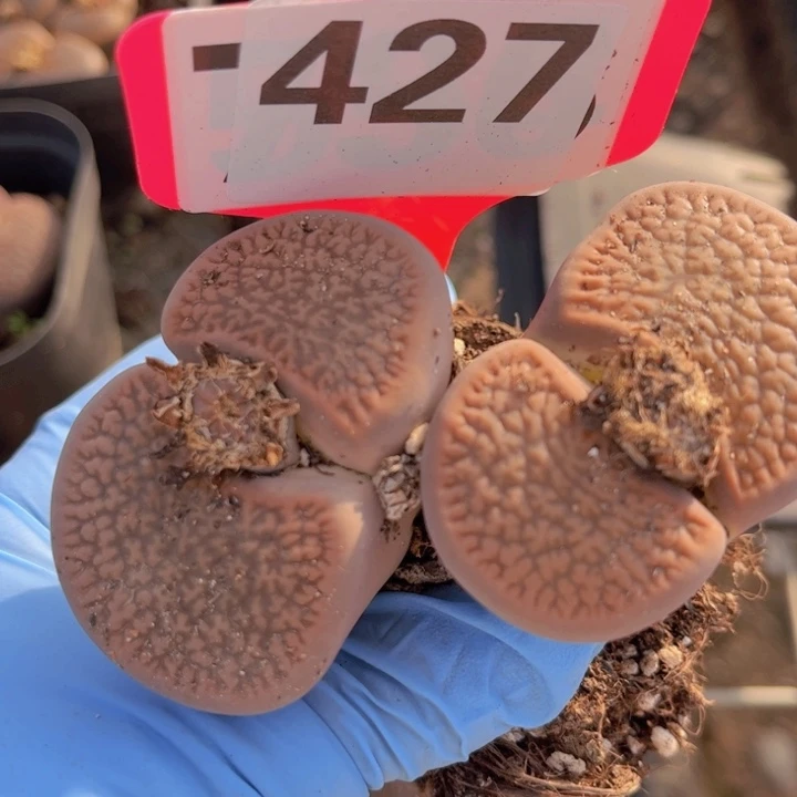 公***花427号8888888888888