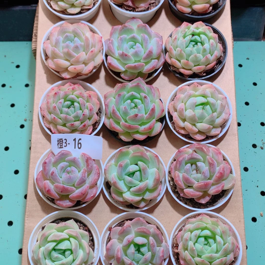 3-16一物一拍带盆18颗