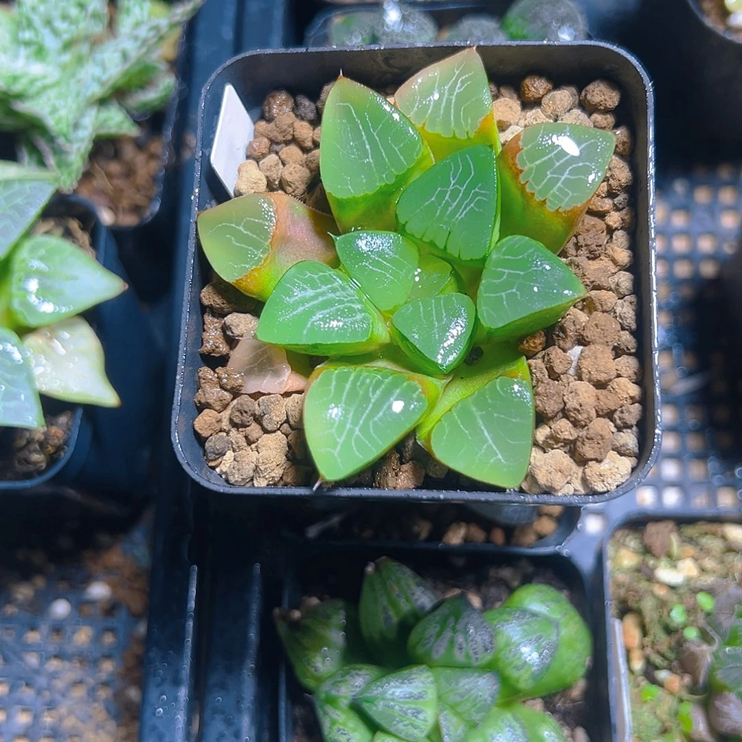 方盆花影克玉露多肉