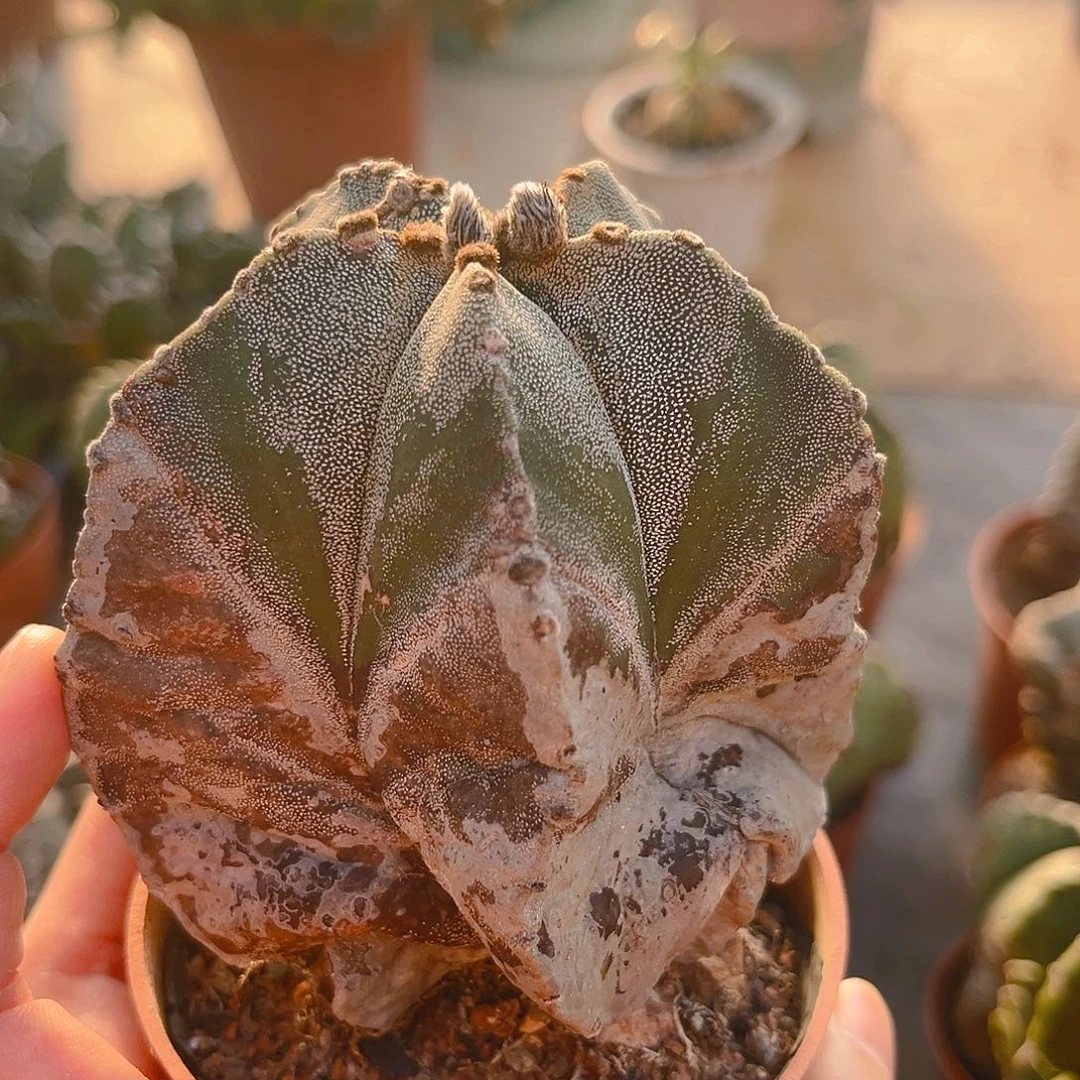 潮流植物老鸾凤玉