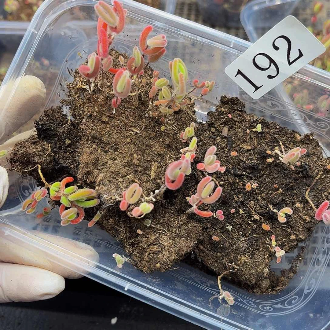 多肉植物多肉植物192