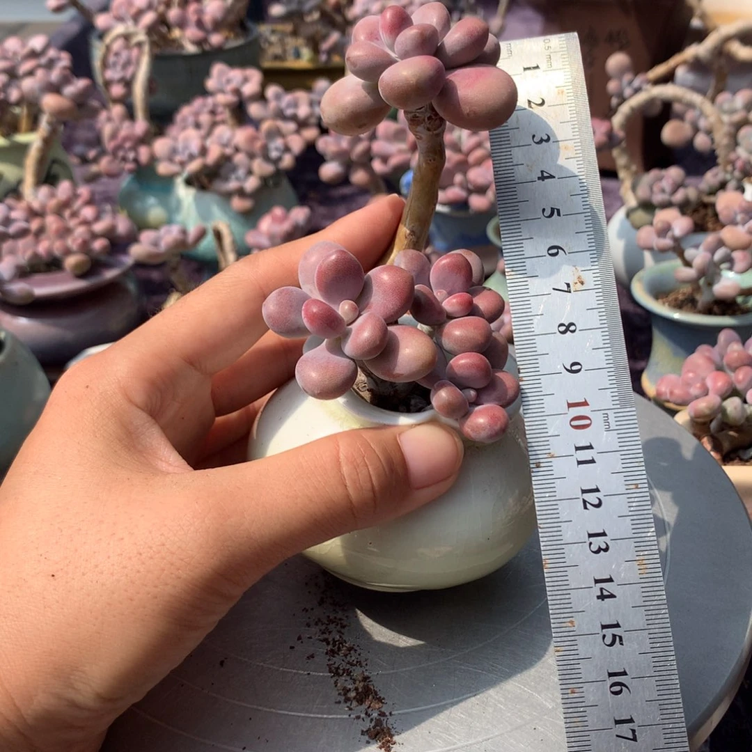 悄***悄31号不带盆偏远的不包邮的