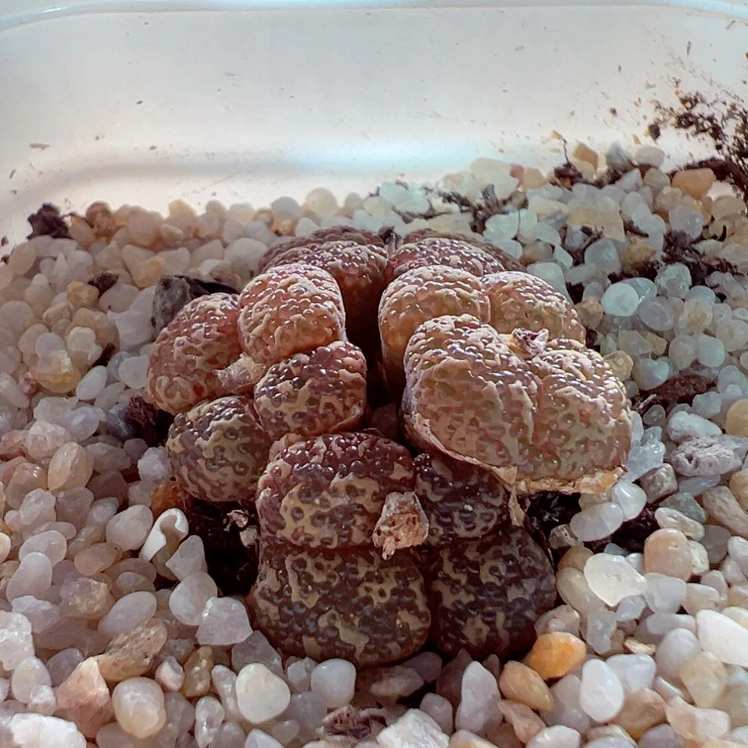 622-185多肉1443.25泡泡