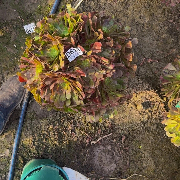 梅花花25-49包邮花花