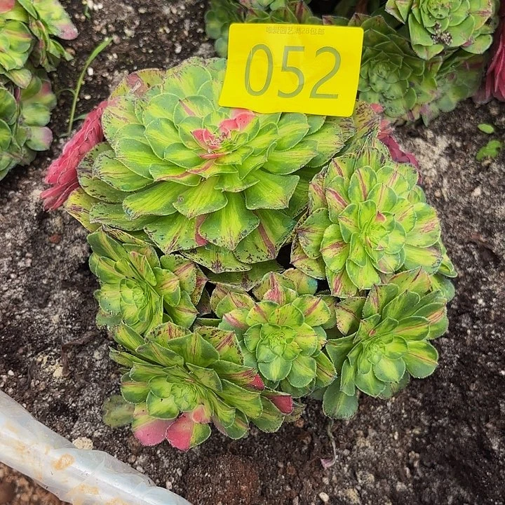 春***雨多肉植物福利来052