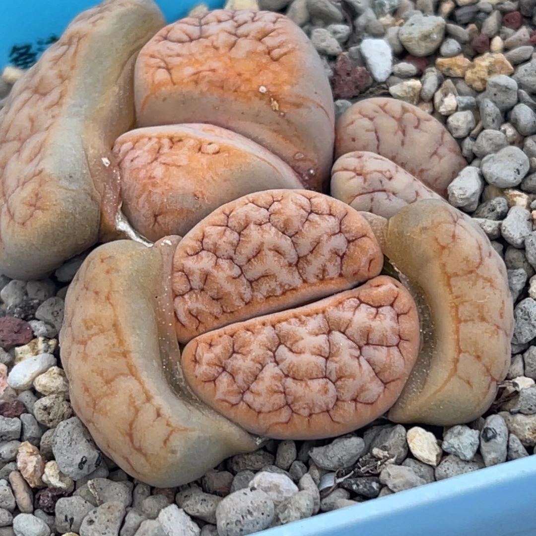 8080三头铁189怪群一颗