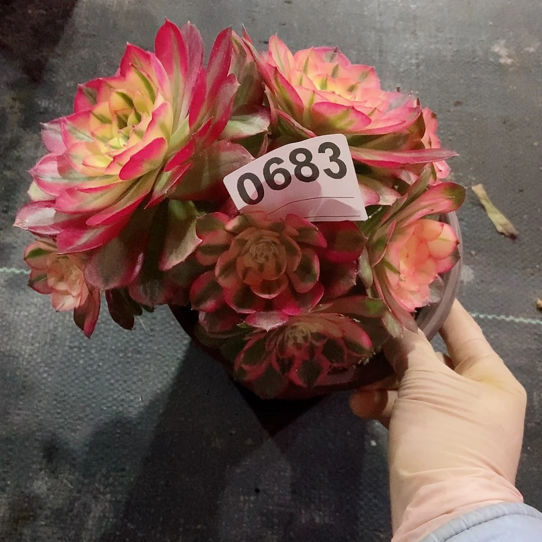 红陶0683荔枝丛林3冠服17.多肉