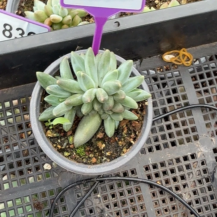 多肉植物暗纹体乌拉奶517