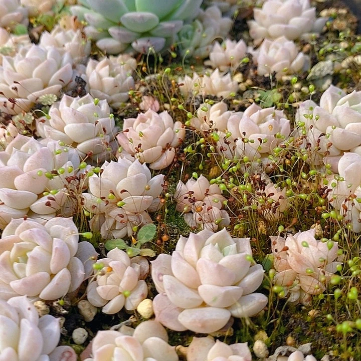 127 多肉植物盆栽花卉植物