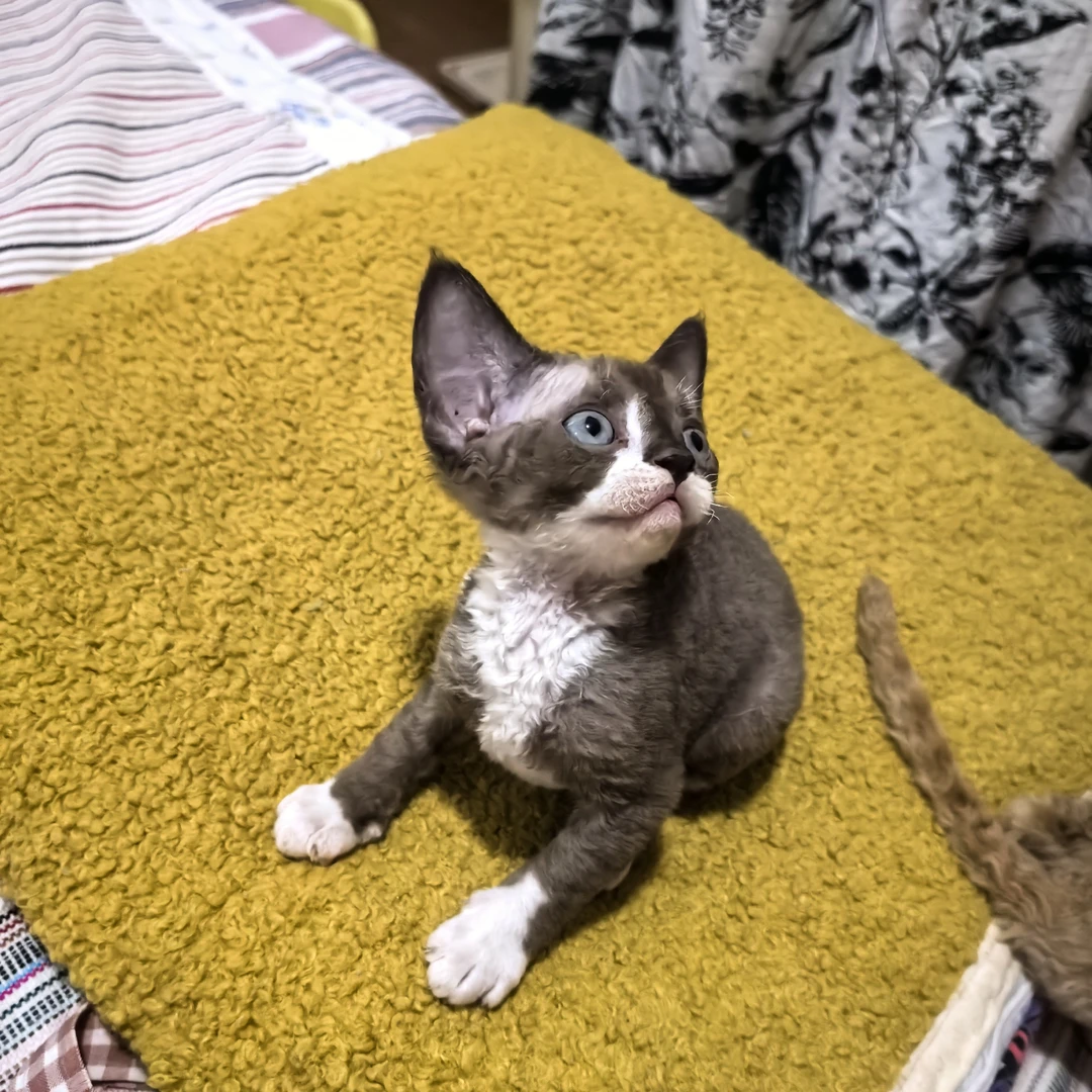 德文卷毛猫 歪开脸弟弟