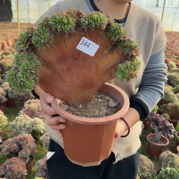 抹茶缀化344号一颗包邮