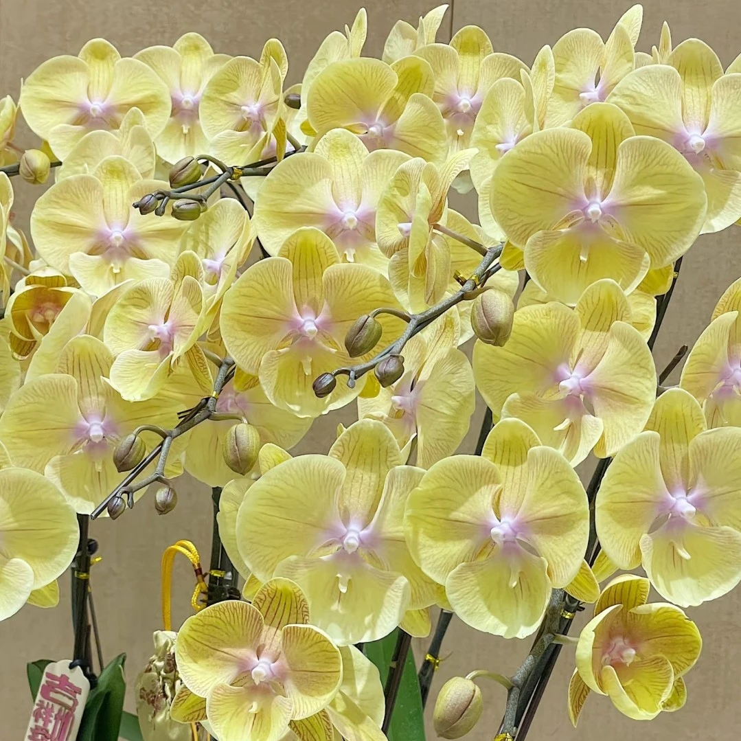 【祥云】3.5寸杯大舌头单花剑开花蝴蝶兰精品高档花卉四季好养易活