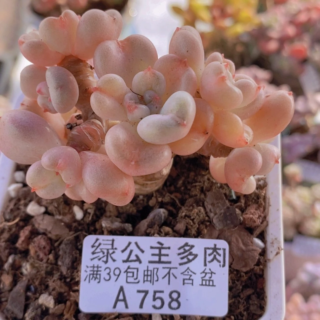 比尔盖茨7cm758多肉酱