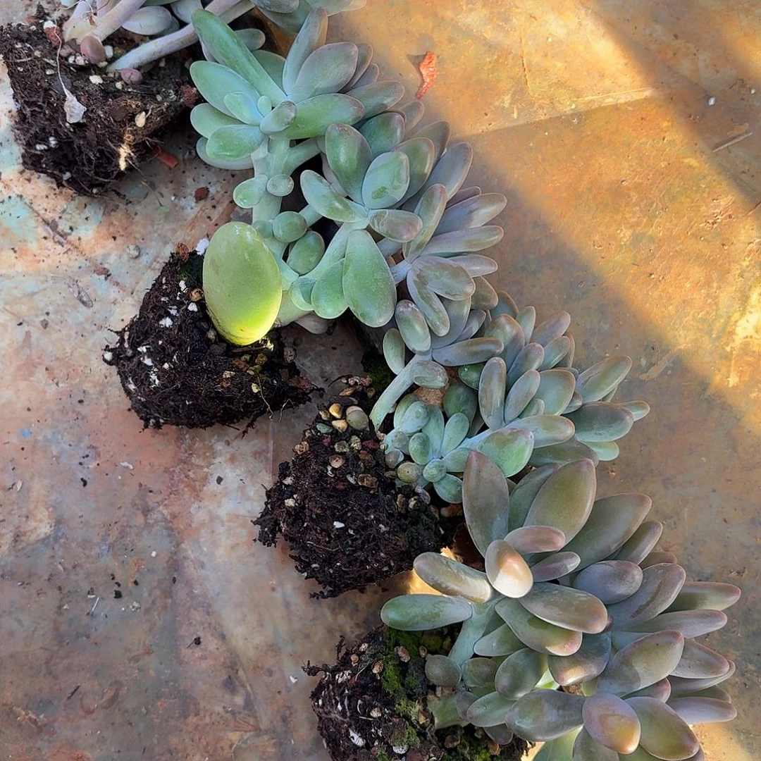 鹿***子多肉植物芒果奶群