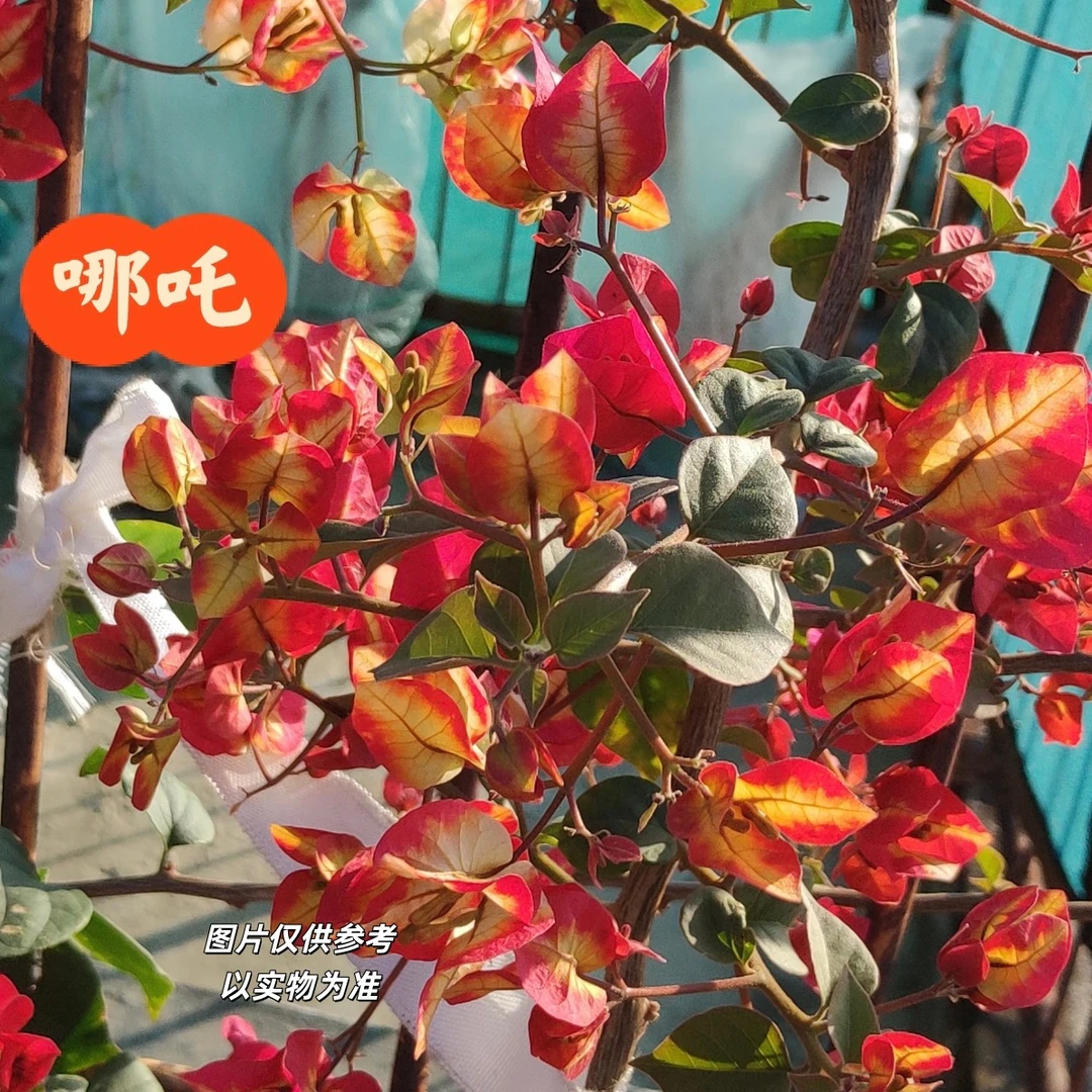 【哪吒】三角梅直播间勤花品种好养易活