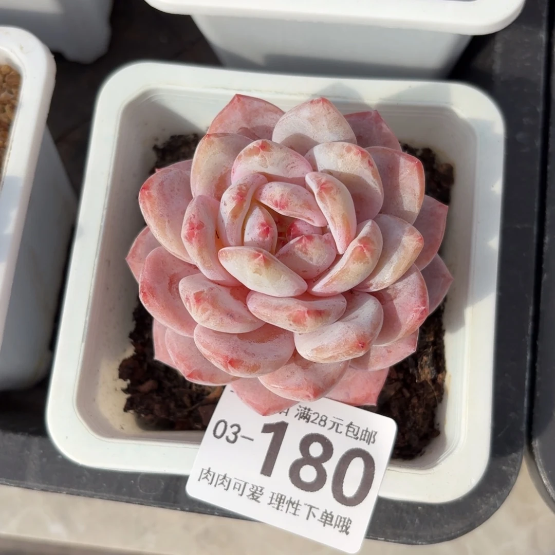 橙梦露无盆土发货